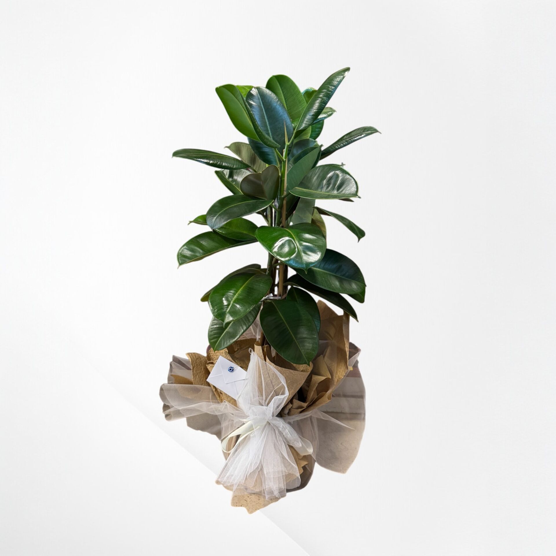 3 Lü Kauçuk Bitkisi