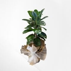 3 Lü Kauçuk Bitkisi