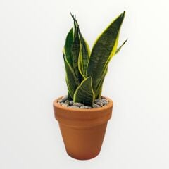 Paşa Kılıcı Toprak Saksıda  (45 Cm)