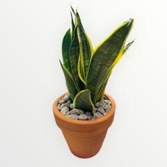 Paşa Kılıcı Toprak Saksıda  (45 Cm)