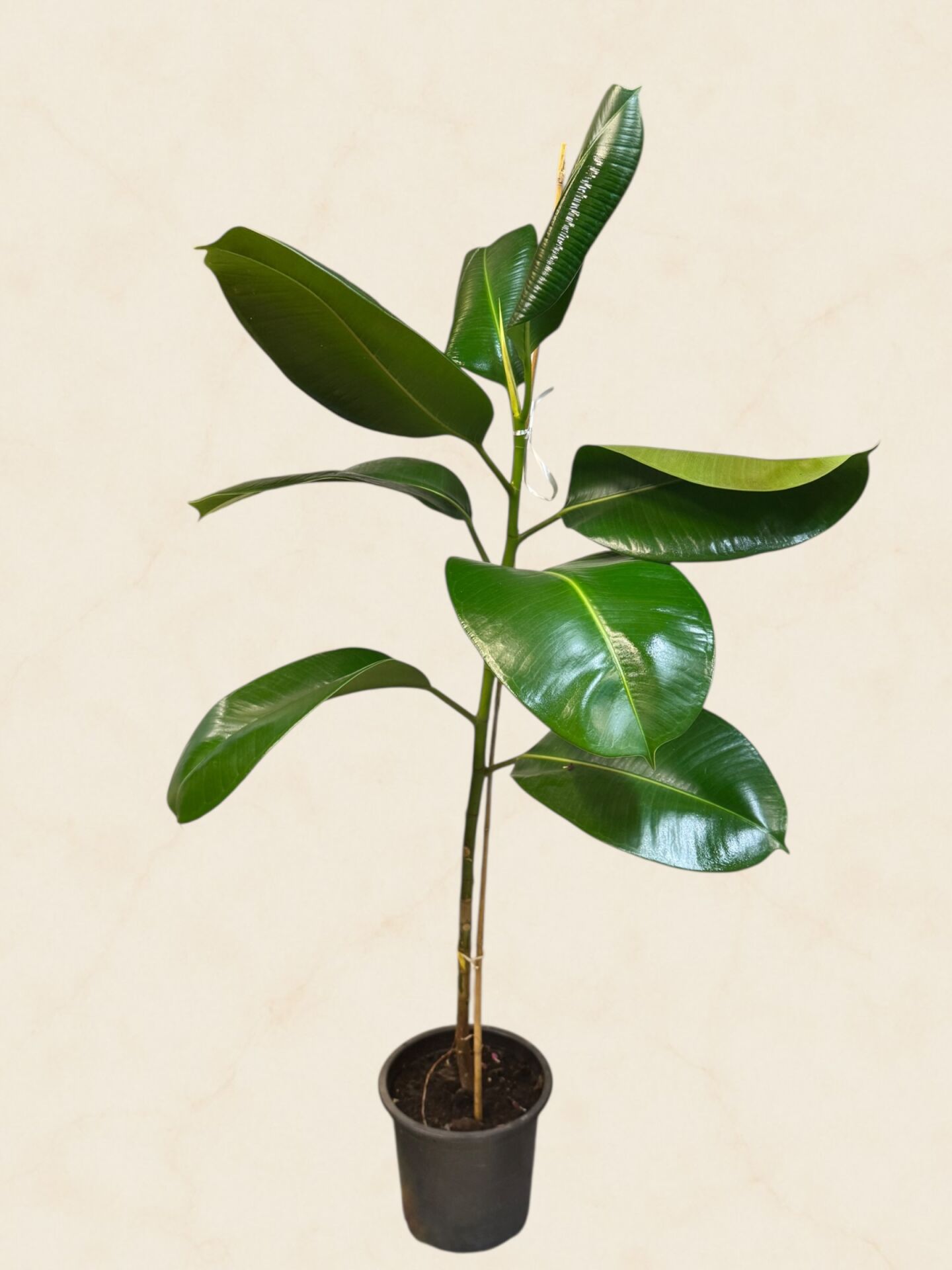 Tekli Kauçuk Bitkisi 120 cm