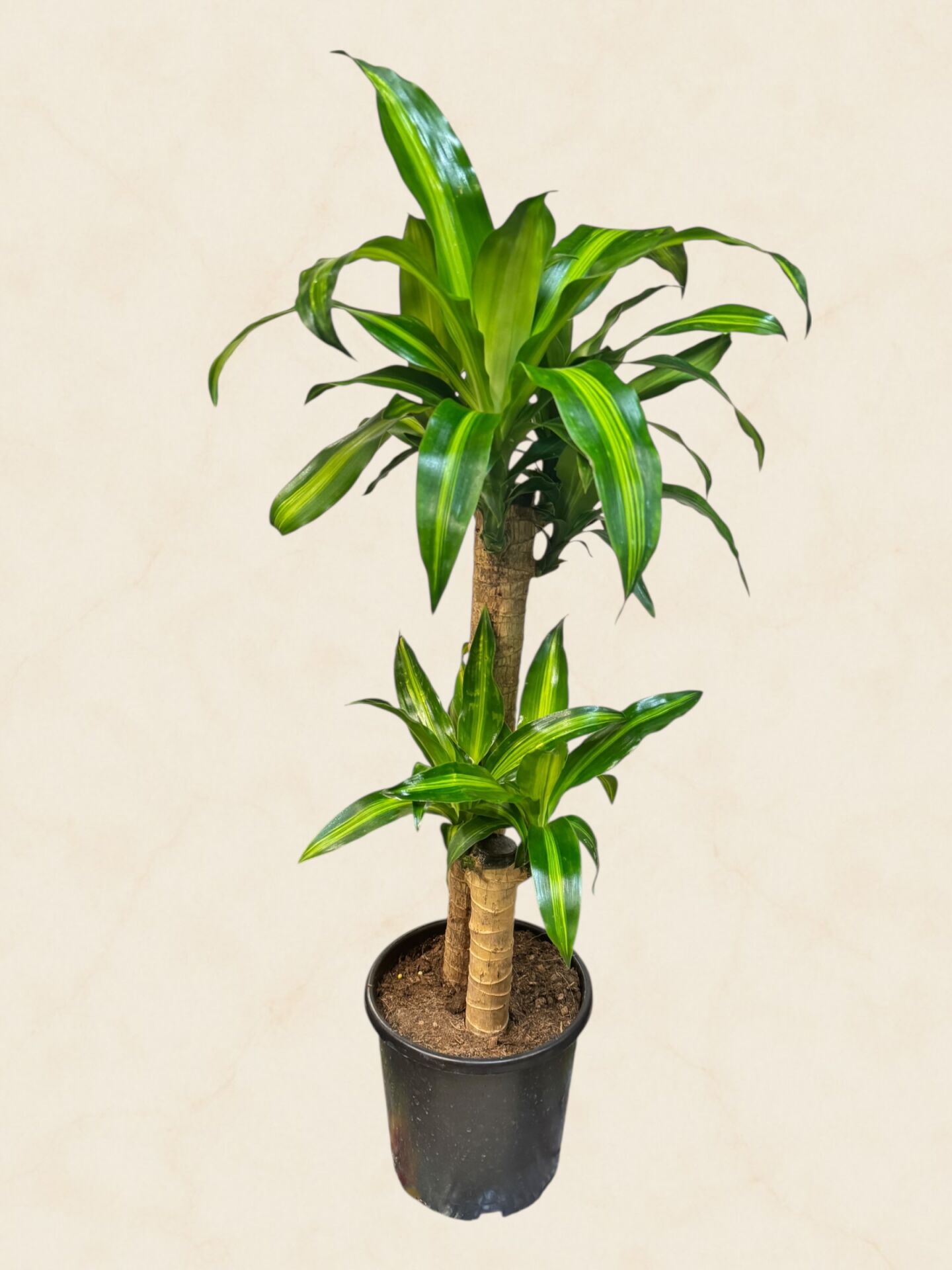 İkili Dracena Massengena Kısa Boy 90 cm
