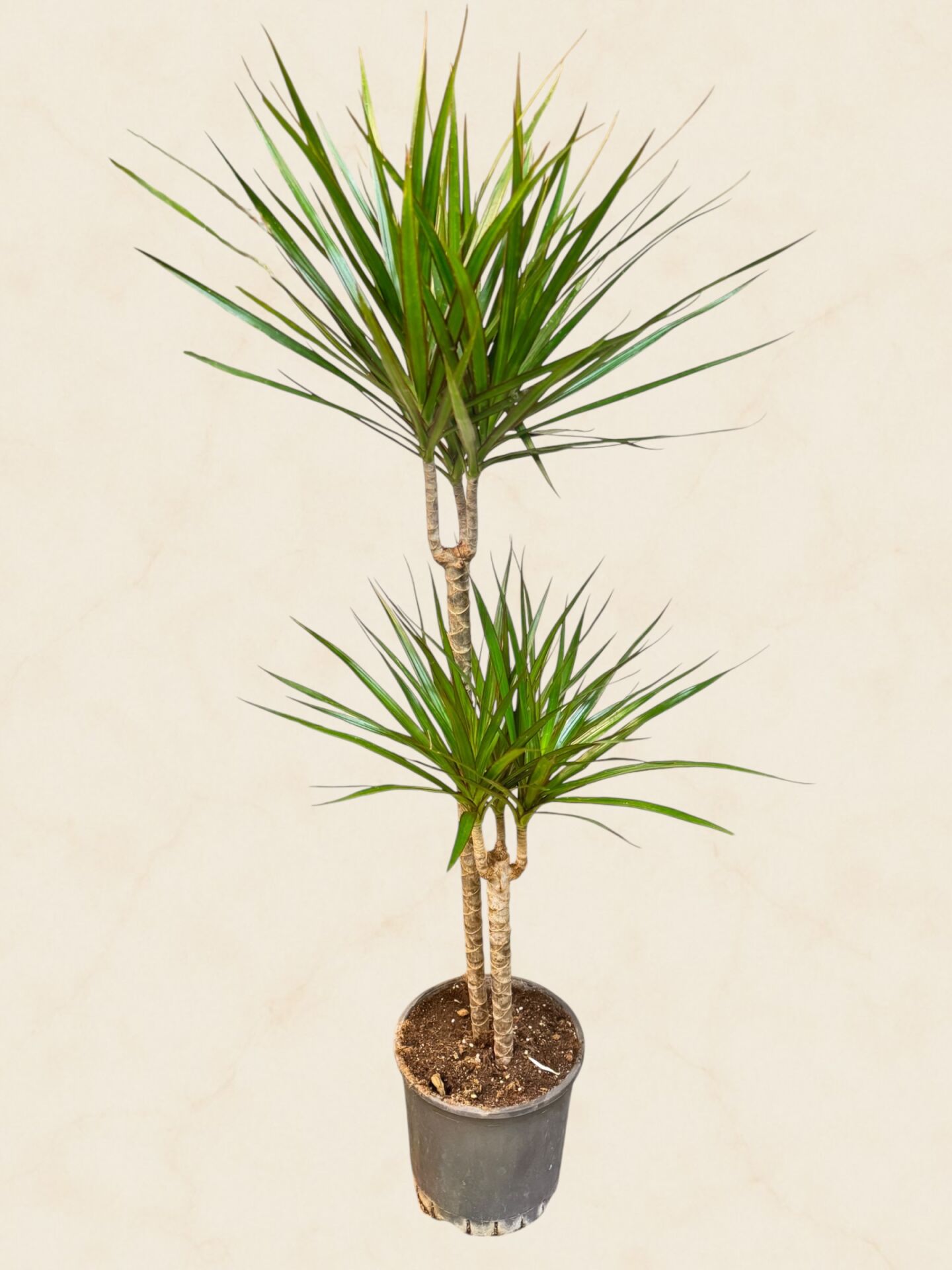 İkili Dracena Marginata Uzun Boy 120 cm