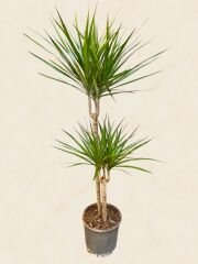 İkili Dracena Marginata Uzun Boy 120 cm