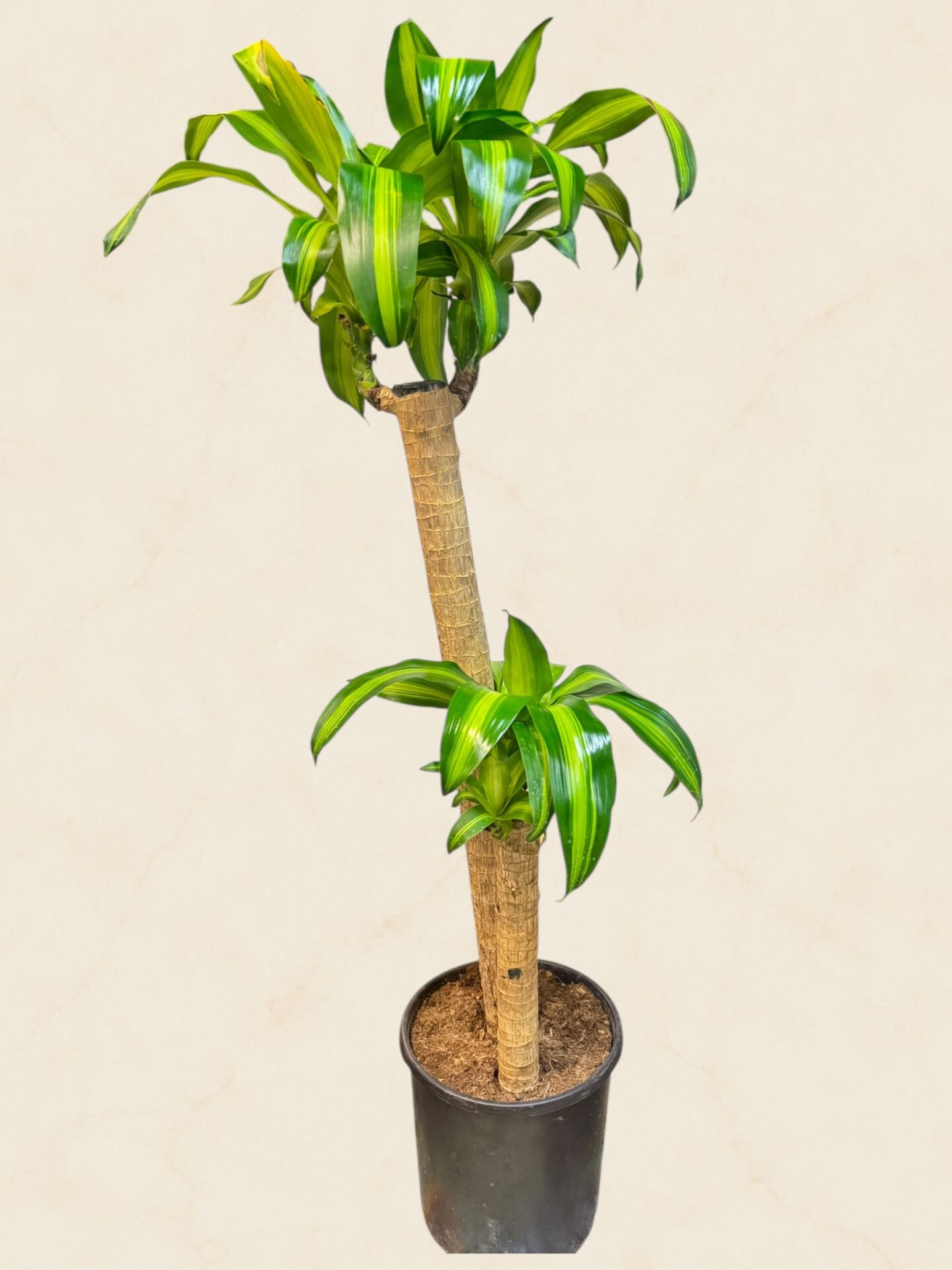 İkili Dracena Massengena 120 cm