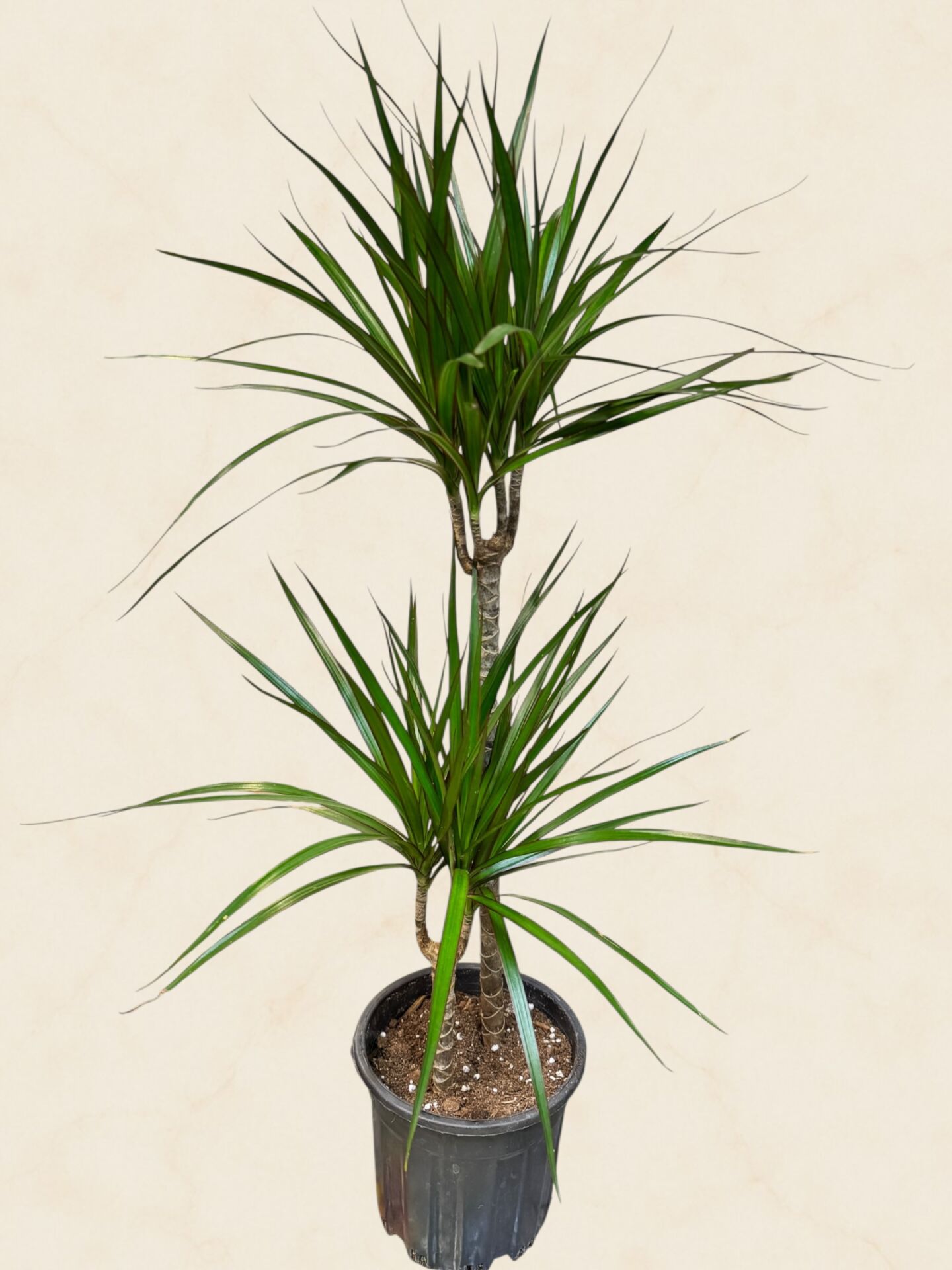 İkili Dracena Marginata Kısa Boy 90 cm
