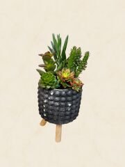 Siyah Küçük Boy Sukulent Aranjmanı (5) 30 cm
