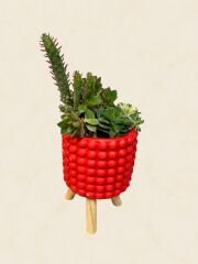 Kırmızı Küçük Boy Sukulent Aranjmanı (7) 30 cm