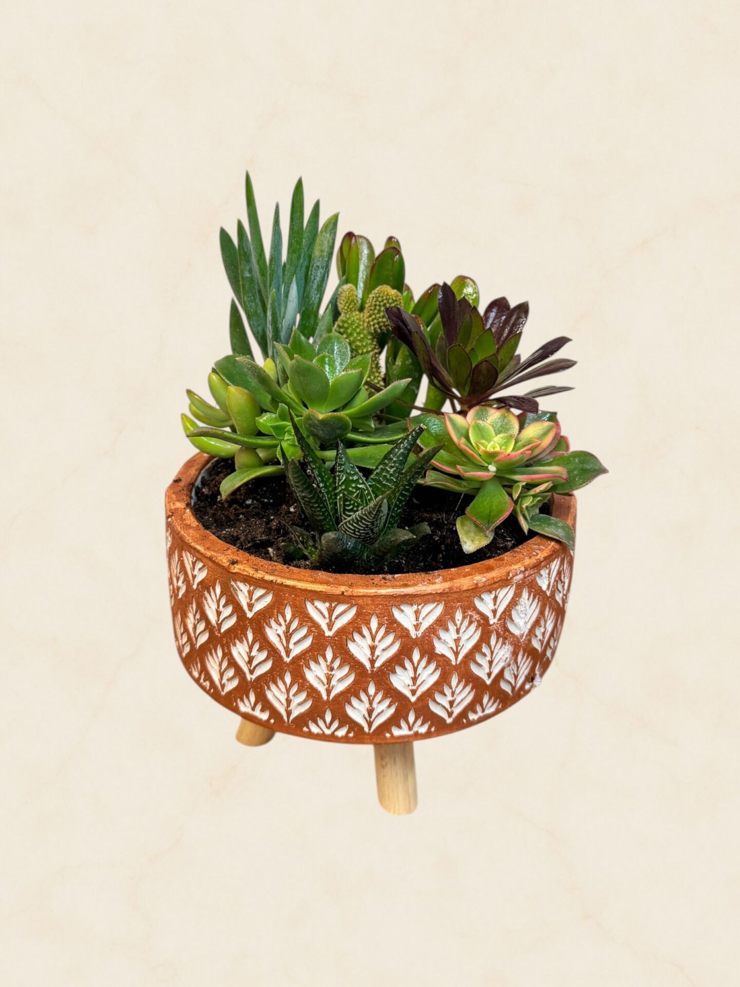 Sukulent Aranjman 20 cm (1)