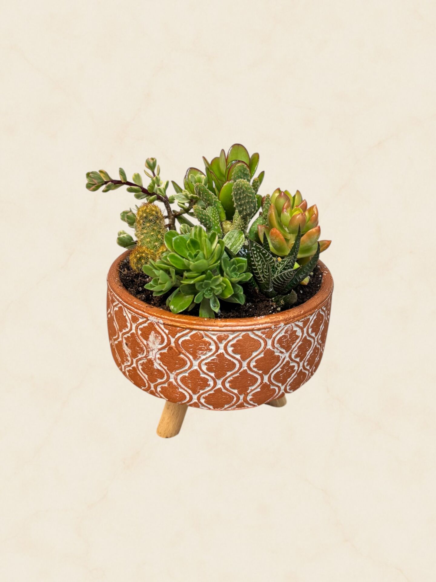 Sukulent Aranjman 20 cm (2)