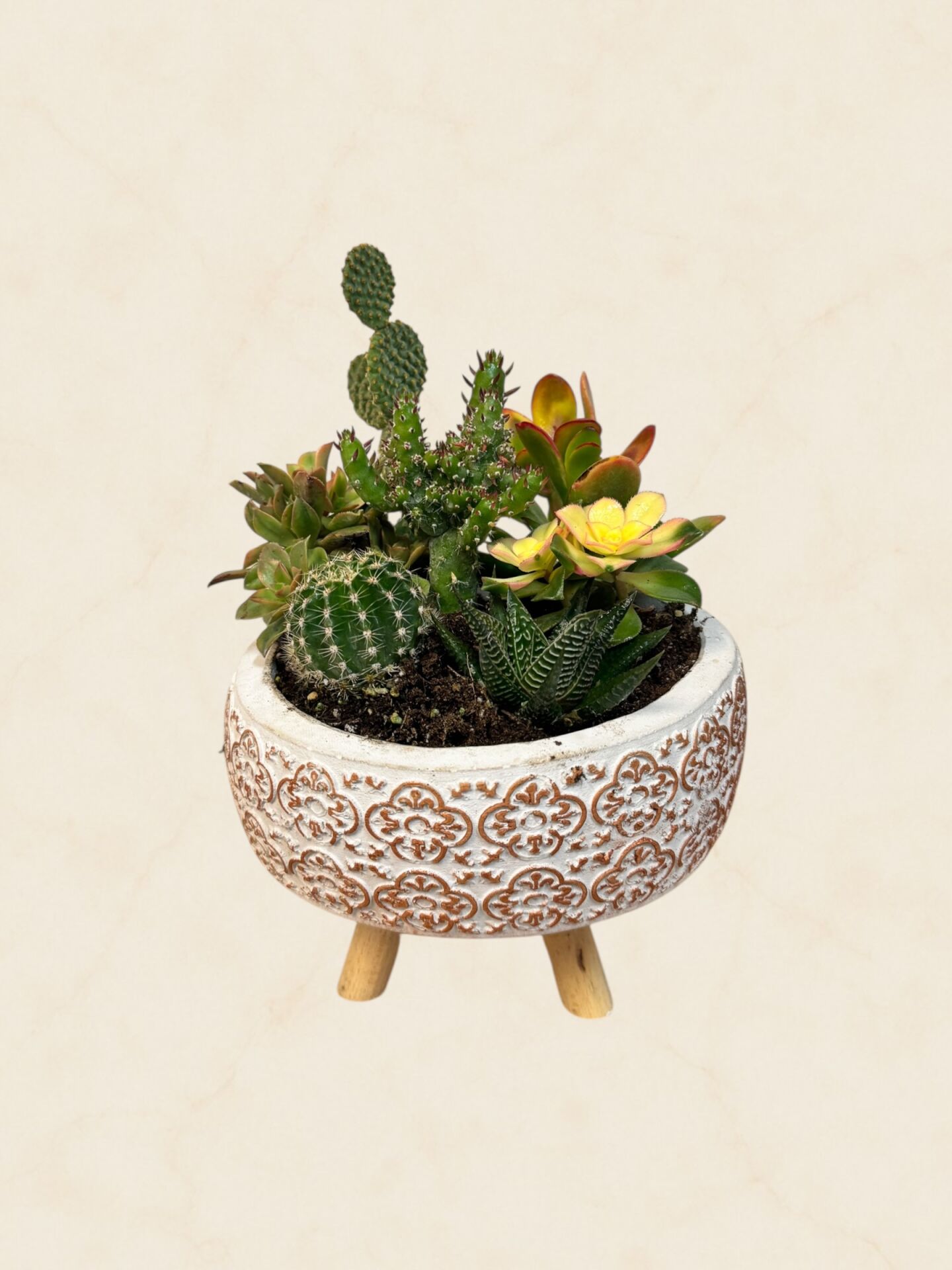 Sukulent Aranjman 20 cm (3)