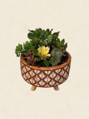 Sukulent Aranjman 20 cm (4)