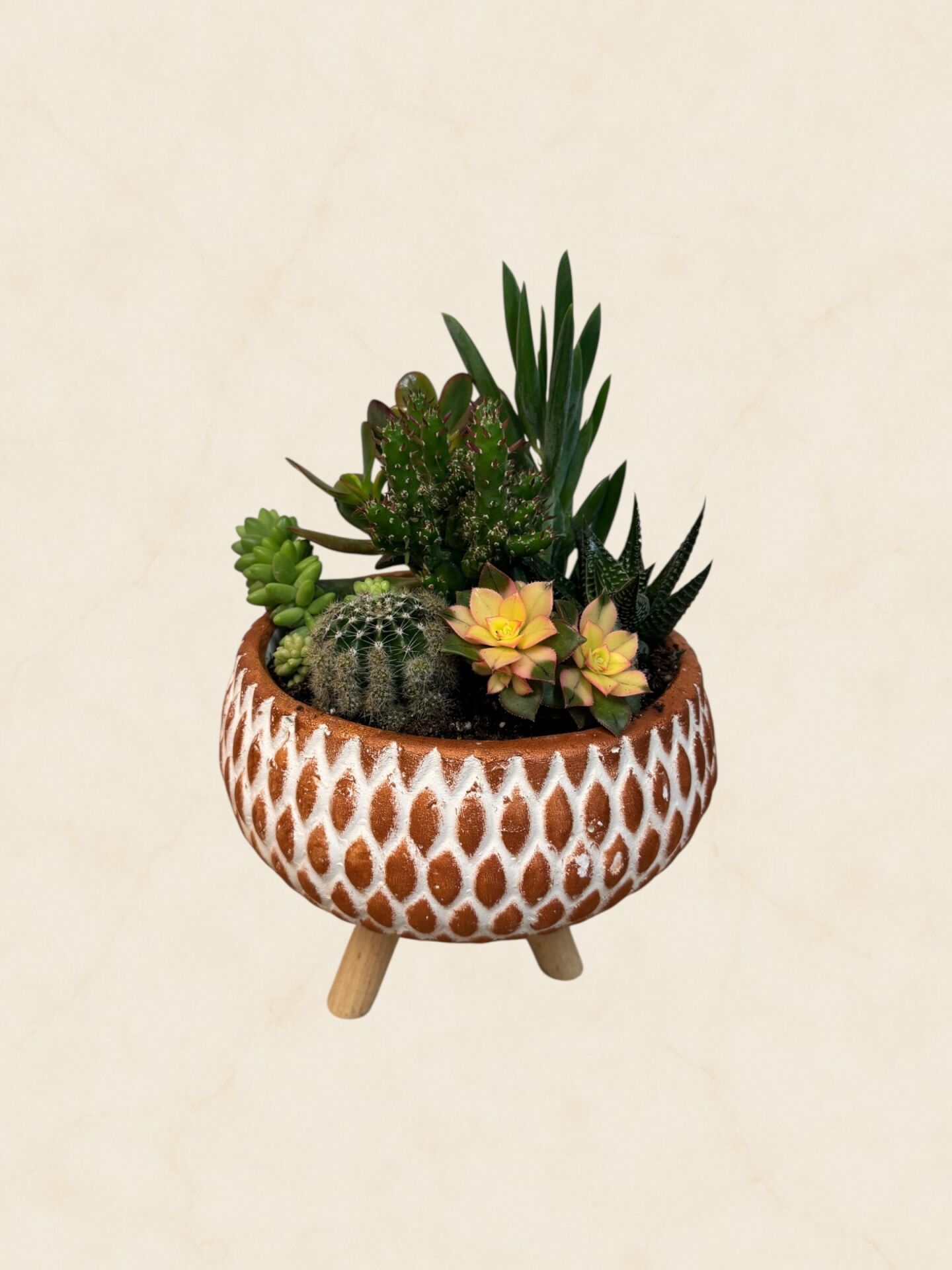Sukulent Aranjman 20 cm (5)