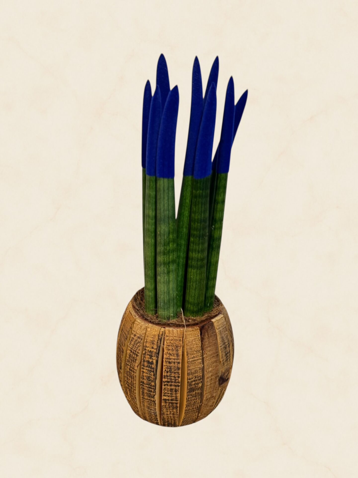 Sansevieria Cylindrica (Silindirik Paşa Kılıcı)