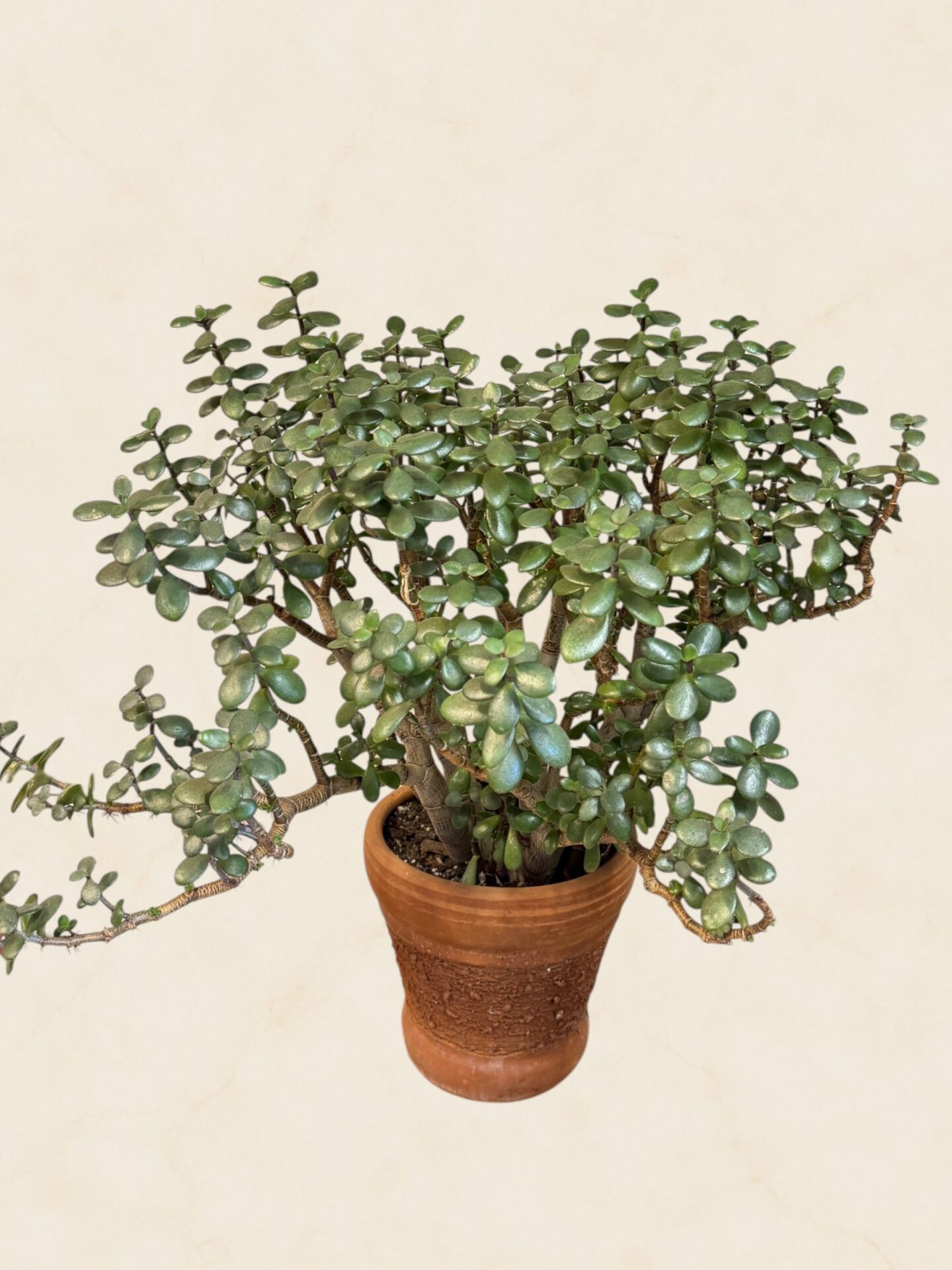 Formlu Para Ağacı (Crassula Ovata)