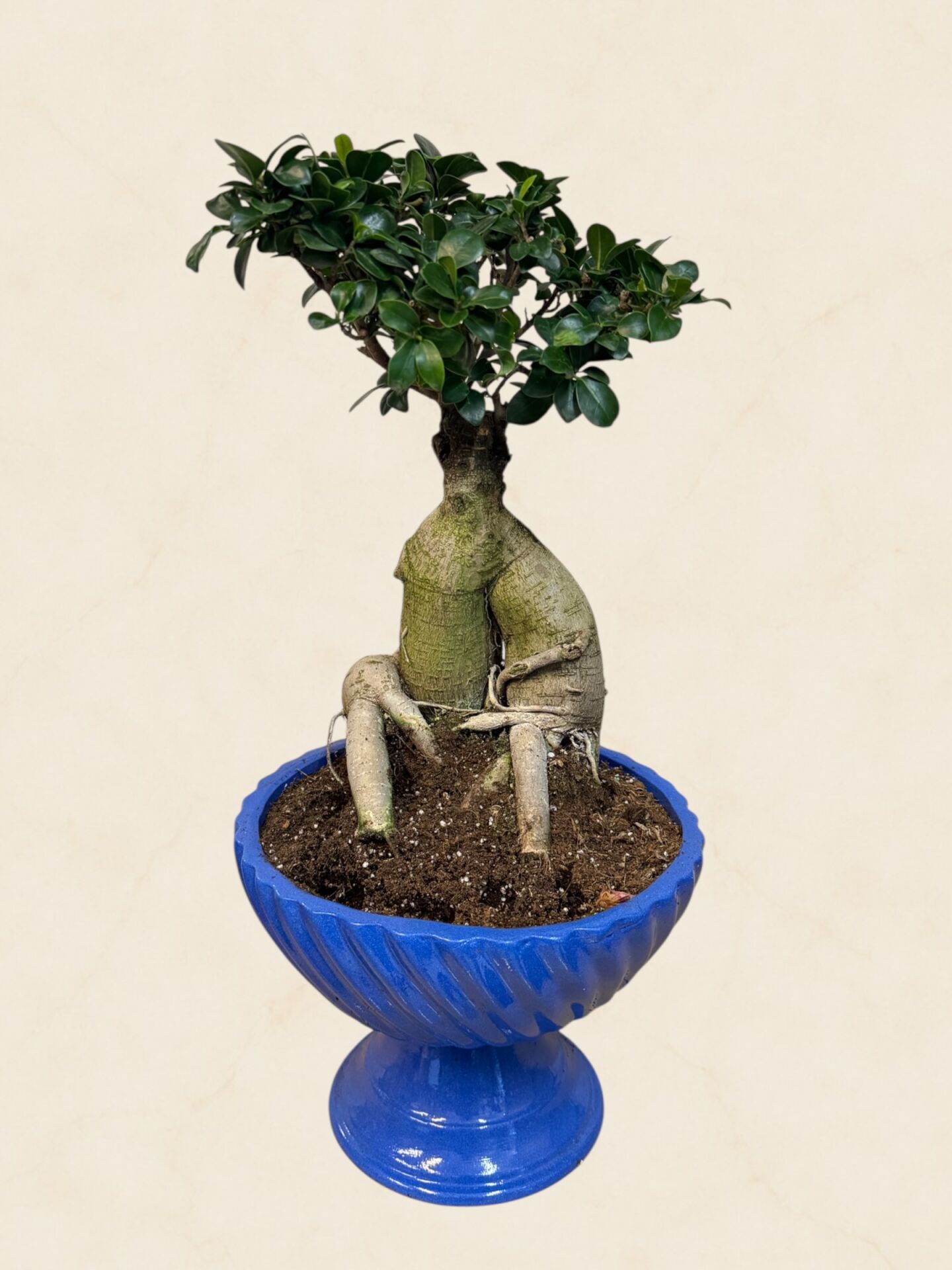 Mavi Seramik Kasede Ficus Ginseng Bonsai