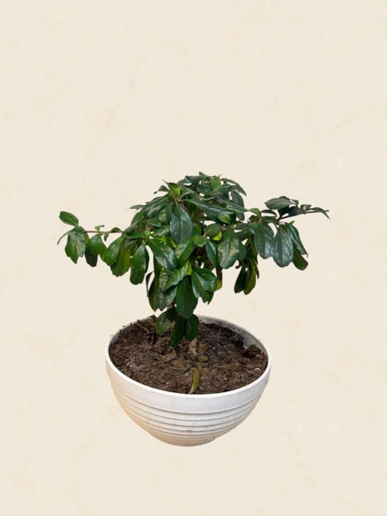 Beyaz Saksıda Gardenya Bonsai