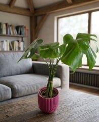 Fuşya Modern Saksıda Deve Tabanı (Monstera)