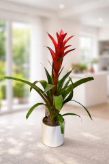 Kırmızı Guzmanya (Bromeliad) – Dekoratif Canlı Salon Bitkisi