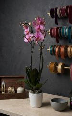 Çift Dallı Pembe Çizgili Phalaenopsis Orkide