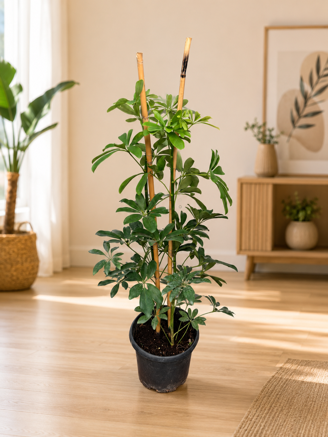 Şeflera Bitkisi 110 cm