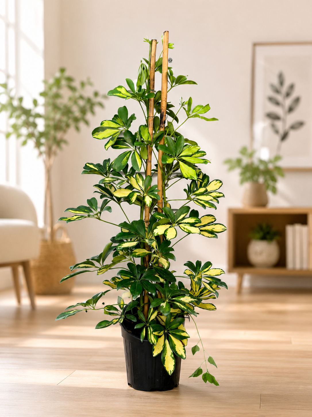 Alacalı Şeflera Bitkisi 110 cm