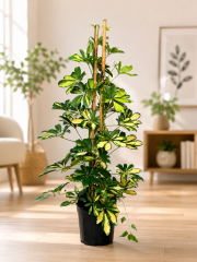 Alacalı Şeflera Bitkisi 110 cm