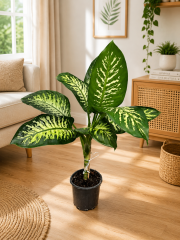 Difenbahya Bitkisi 110 cm
