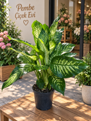 Difenbahya (Dieffenbachia) Büyük Boy Salon Bitkisi
