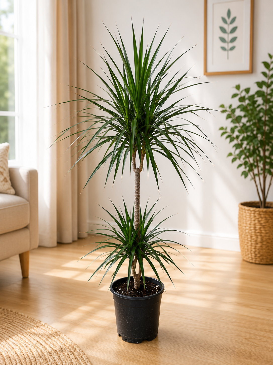 Dracena Marginata 2 Köklü 140 cm