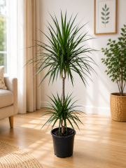 Dracena Marginata 2 Köklü 140 cm