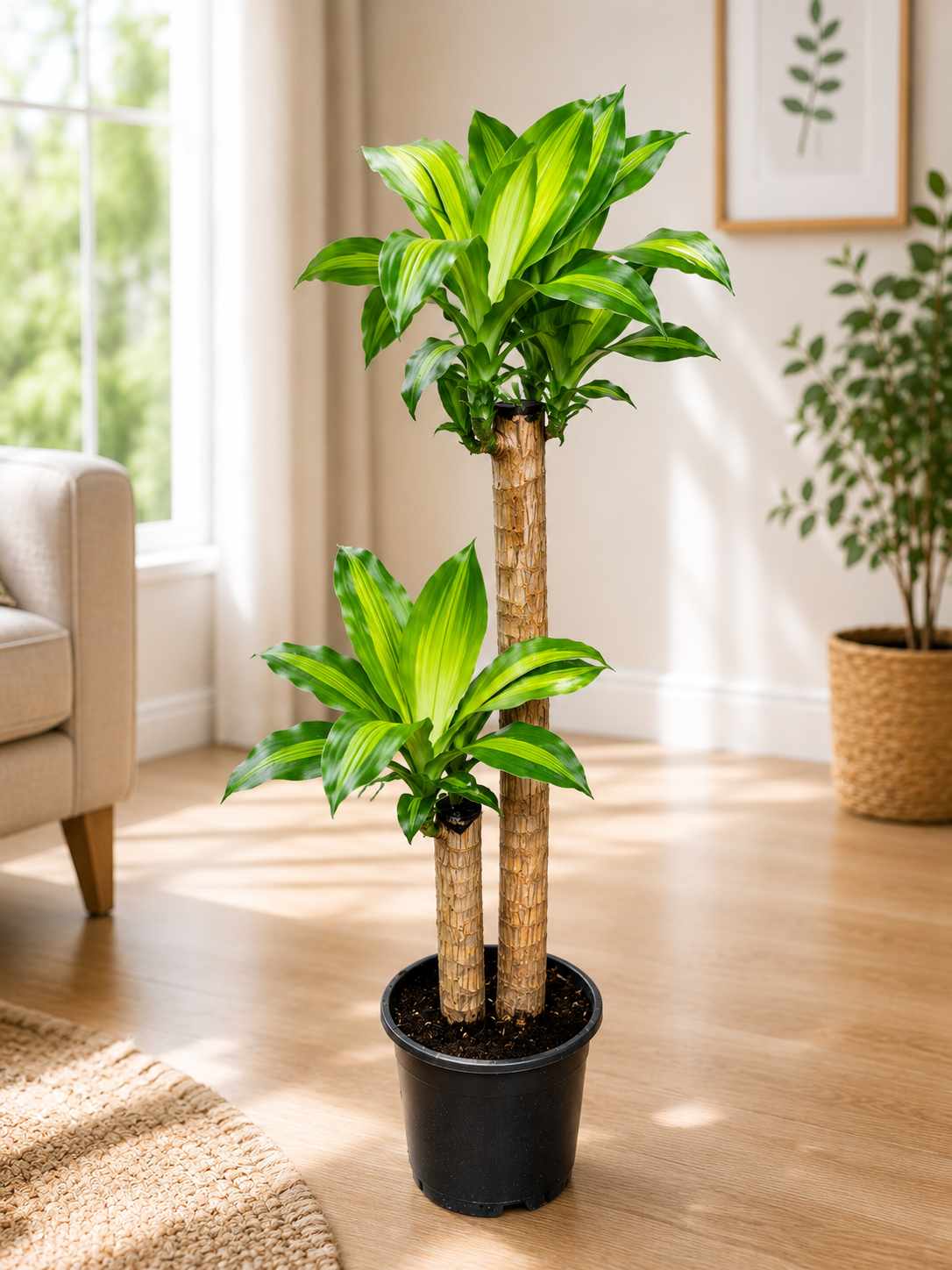 Drancena Massengena 2 Köklü 100 cm