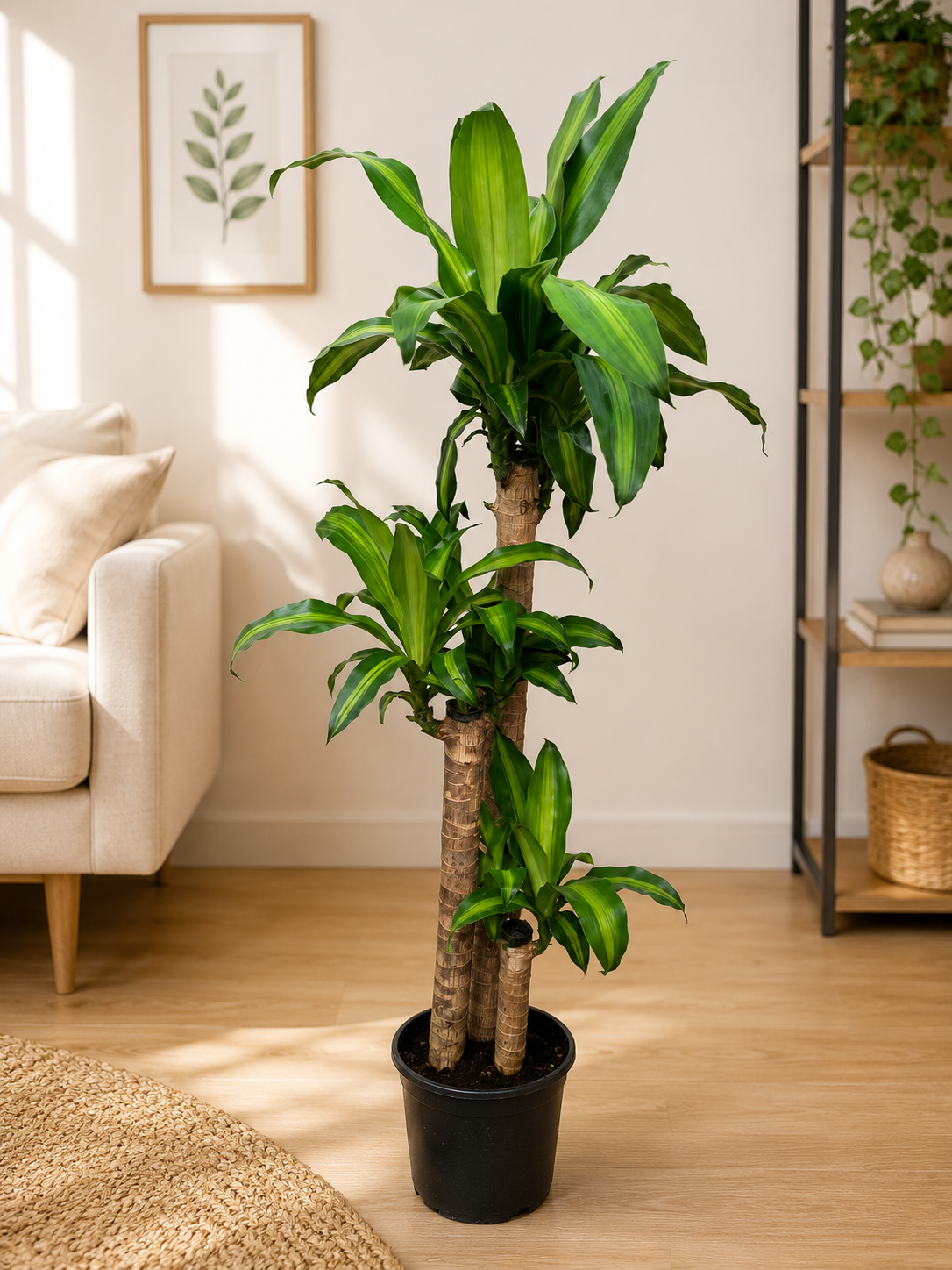 Drancena Massengena 3 Köklü 150 cm