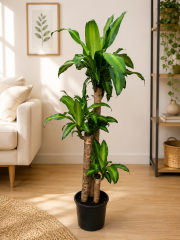 Drancena Massengena 3 Köklü 150 cm
