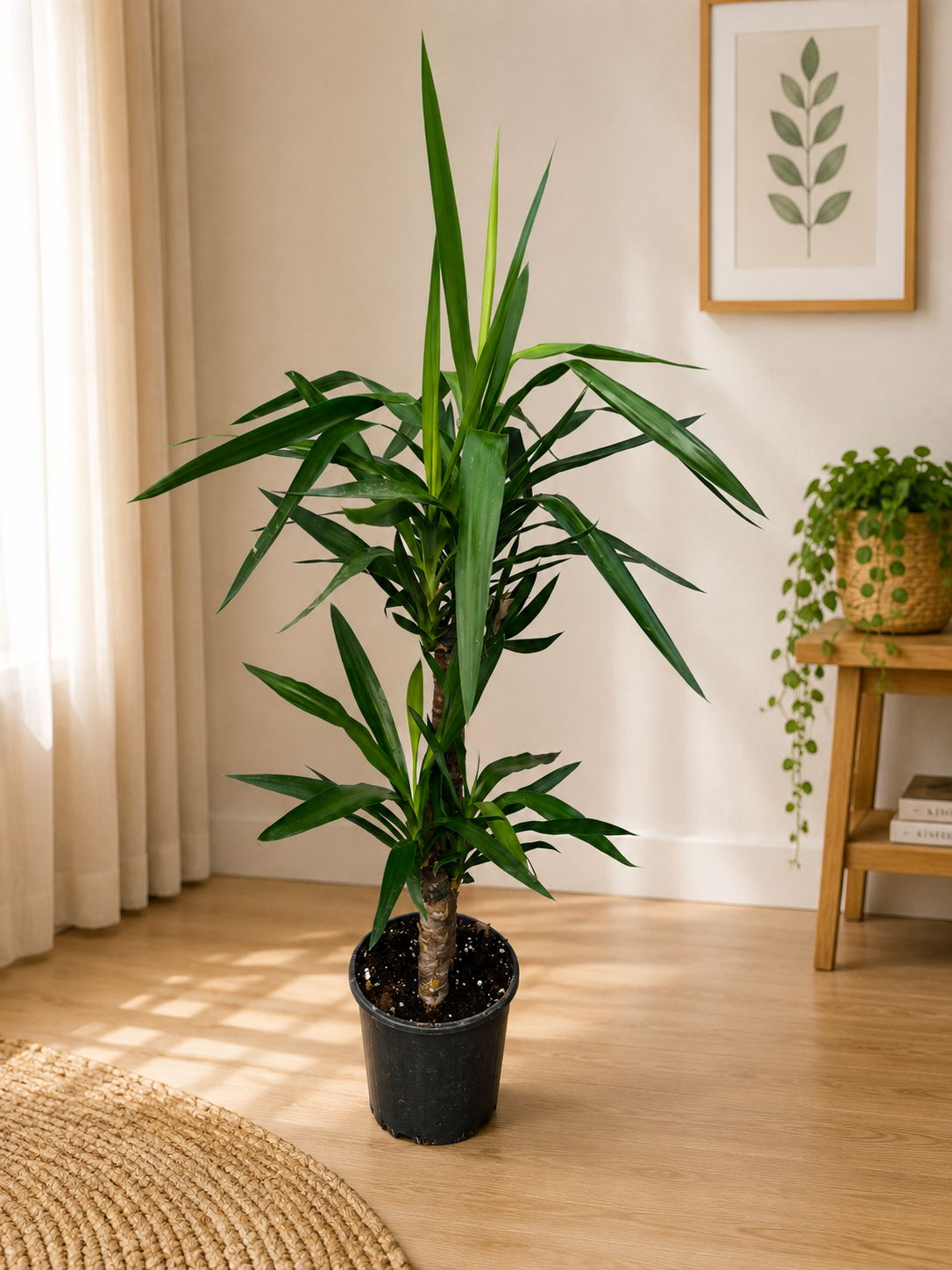 Yukka Bitkisi 2 Köklü 140 cm