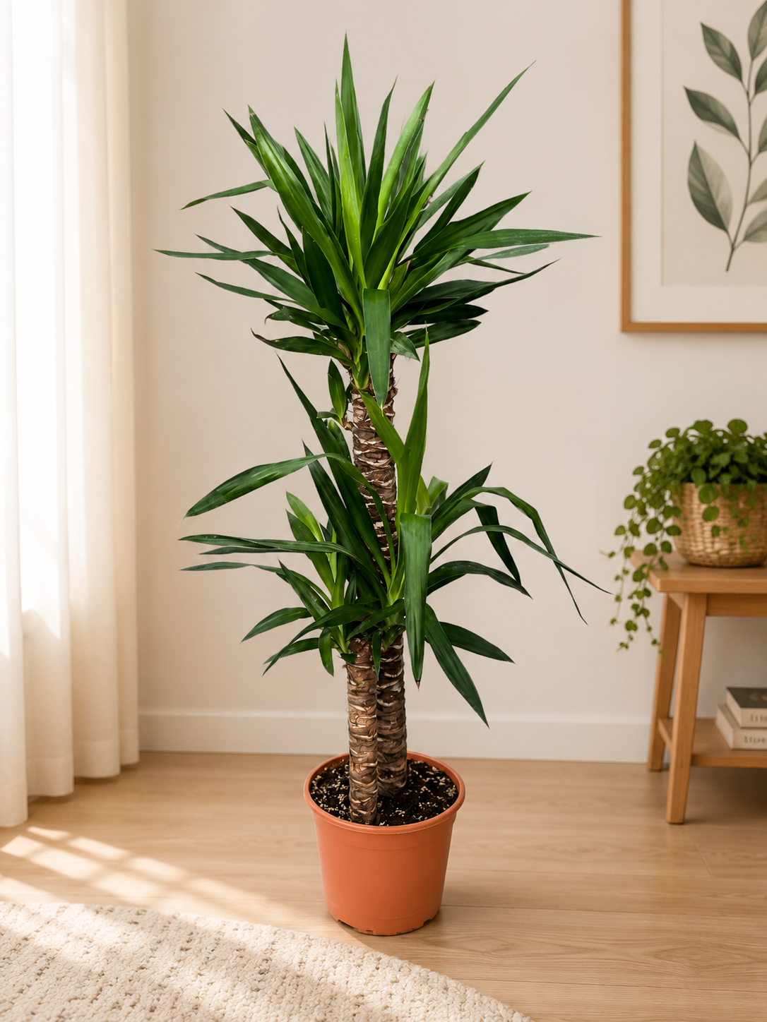 Yukka Bitkisi 2 Köklü 160cm
