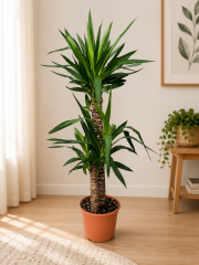 Yukka Bitkisi 2 Köklü 160cm