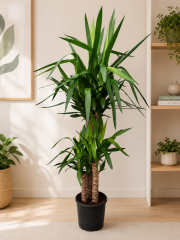 Yukka Bitkisi 3 Köklü 180cm