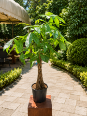 Para Ağacı (Pachira Aquatica) – Örgü Gövdeli Salon Bitkisi 120 cm