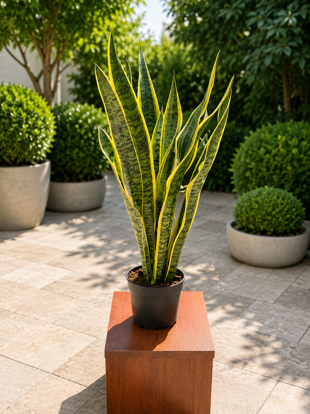 Paşa Kılıcı (Sansevieria Laurentii) – Havadaki Toksinleri Arındıran Salon Bitkisi 70 cm