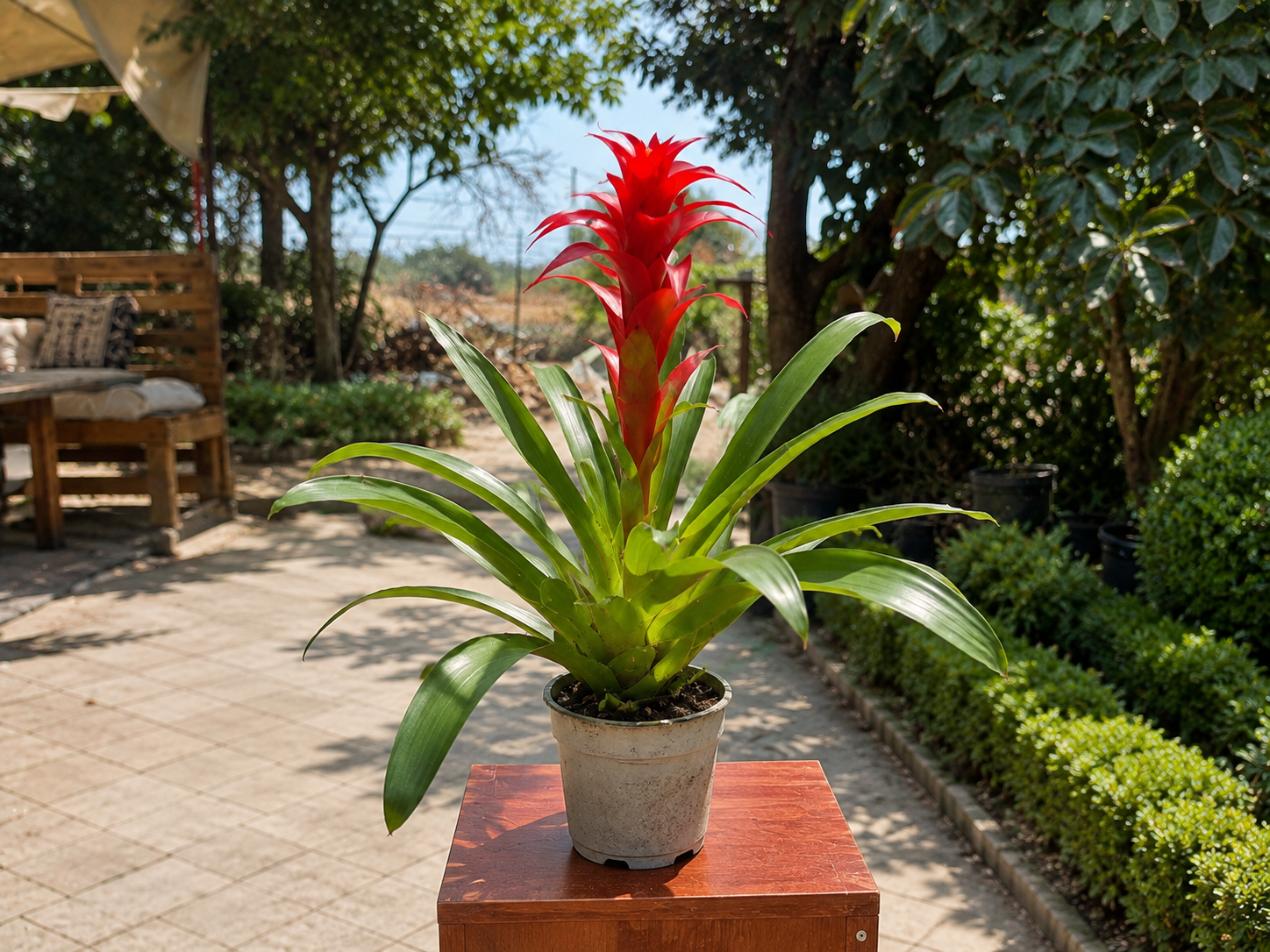 Kırmızı Guzmanya (Bromeliad) – Dekoratif Canlı Salon Bitkisi 50 cm