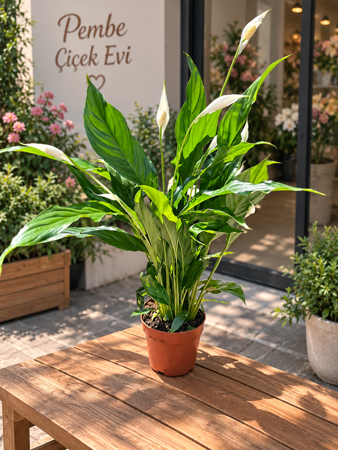 Barış Çiçeği (Spathiphyllum) | İç Mekân Salon Bitkisi 60 cm