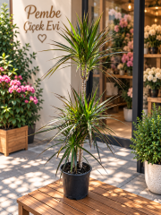 Dracaena Marginata 3 Köklü 160 cm