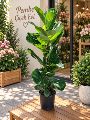 Ficus Lyrata 100 cm