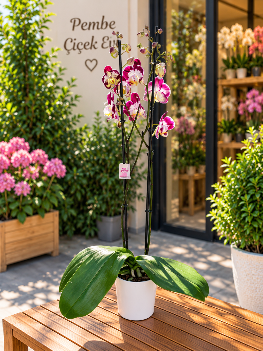 Kırçıllı Phalaenopsis Orkide (Çift Dallı)