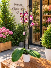 Kırçıllı Phalaenopsis Orkide (Çift Dallı)