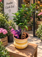 Ficus Ginseng Bonsai