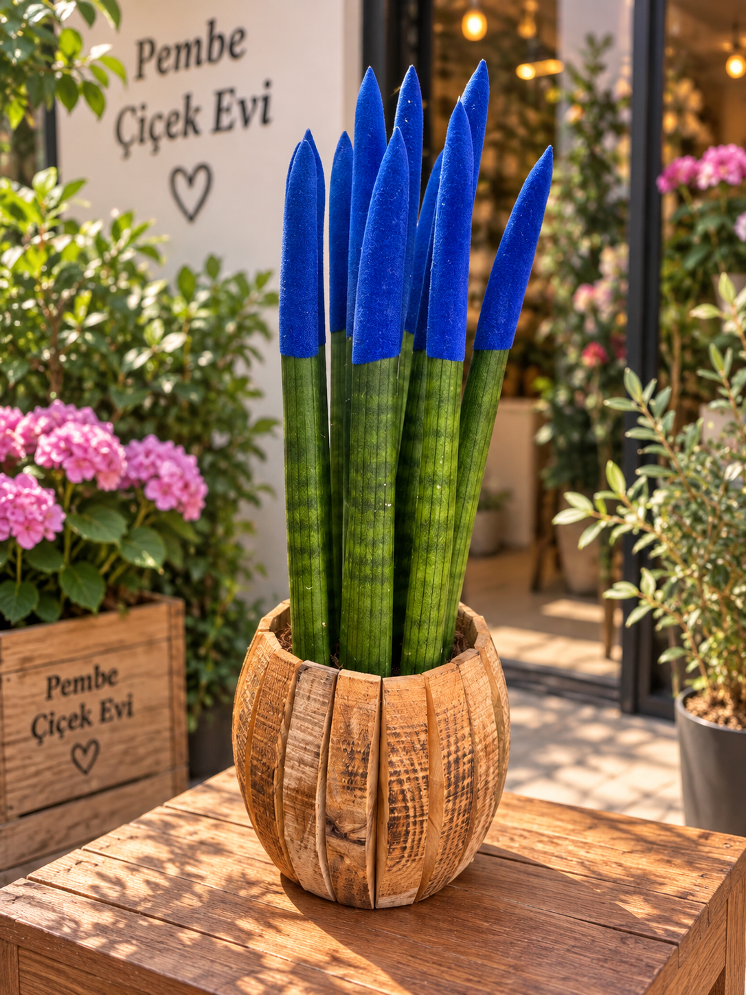 Mavi Sansevieria Mikado