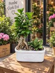 Bonsai ve Paşa Kılıcı