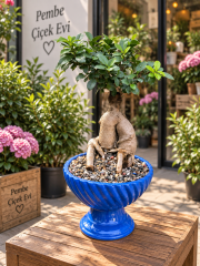 Dekoratif Bonsai Bitkisi